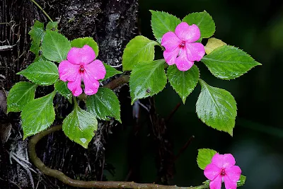 Flowers at Fraser's Hill,Pink balsam (Impatiens sp.) 