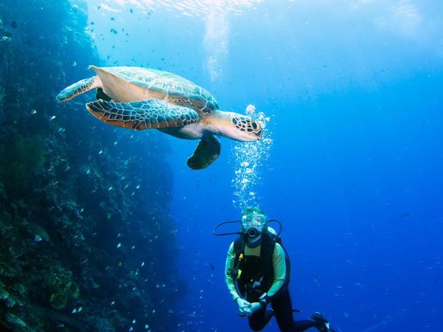 See the Enchantment of Coral Reefs in Bunaken National Park