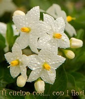 banner fiori