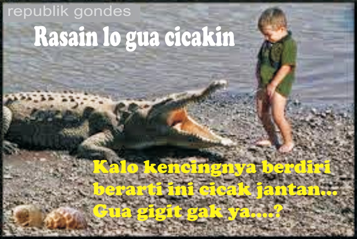 Teka Teki Jenaka Kocak Cicak Vs Buaya Gambar Meme Lucu