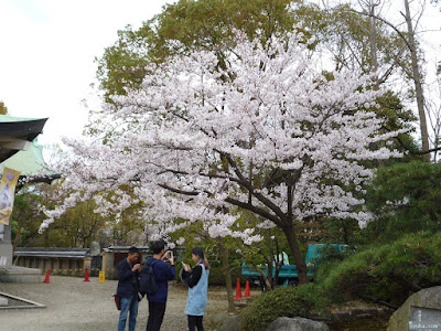 桜