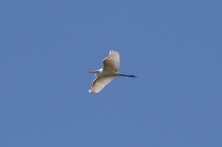 Great White Egret