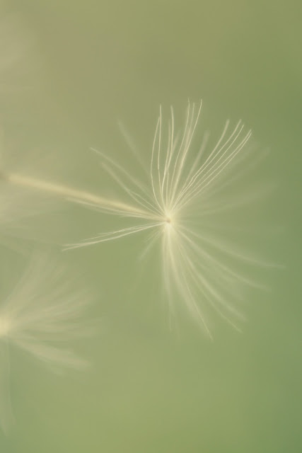 dandelion flower, dandelion art, dandelion photography, flower photography, macro photography, beach bum chix