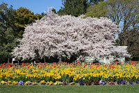 Spring time in Christchurch gardens - Cherry tree and tulips