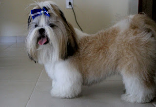 shih tzu