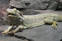 beard dragon sunning itself on rock