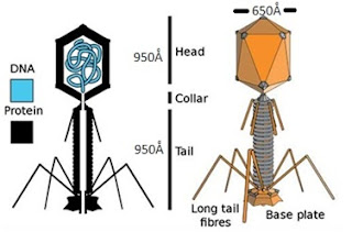 Bacteriophage