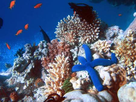 file://dinvoraunderwatercoralreef/