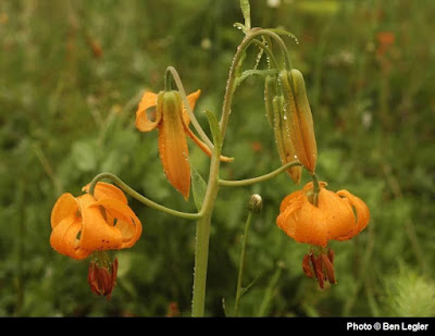 Лилия колумбийская (Lilium columbianum)