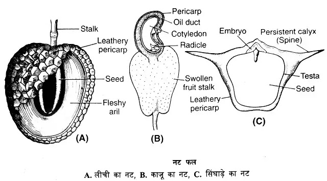 शुष्क फल (Dry fruits) किसे कहते हैं?: परिभाषा, प्रकार|hindi