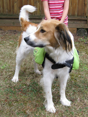 front view, showing both saddlebags and the chest strap