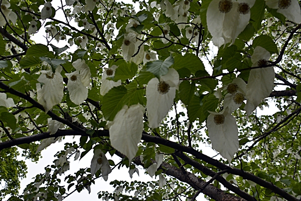 botanisk hage oslo duetre