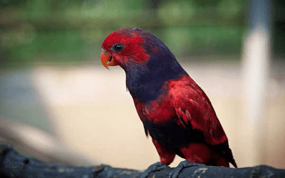  Burung nuri atau ada juga orang yang menyebutnya dengan burung perkici dan burung kasturi 18 Jenis Burung Nuri di Indonesia yang Wajib Anda Ketahui