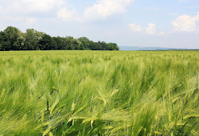 ¿Cómo reconocer los campos de cereales? (Desde lejos): Cebada