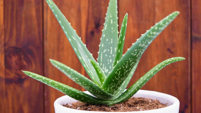 ألوي فيرا (Aloe vera)