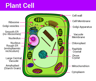 PLANT CELL DIAGRAM CLASS 9TH CELL CHAPTER NOTES