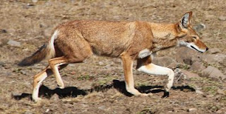 The Ethiopian wolf