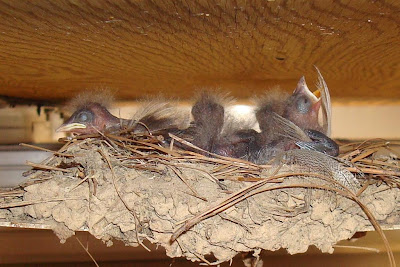 barn swallow babies