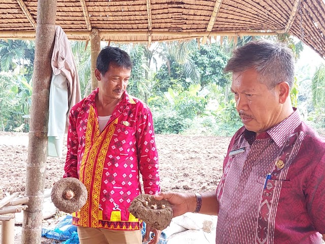 Ini Hitung-Hitungan Budidaya Porang, Panen Katak dan Umbi  