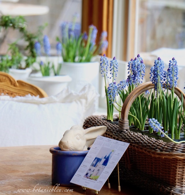 A basket of grape hyacinths paired with a rabbit's head peeking out of a blue flower pot creates a beautiful French Country Spring kitchen arrangement