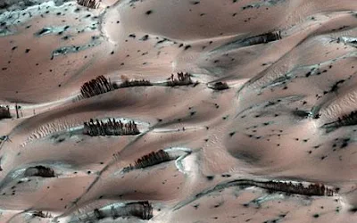 This is a crazy image showing trees on Mars.