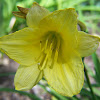 Day Lily : Day Lily | Day lilies, Flowers, Plants - Full sun to partial shade.