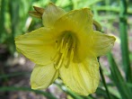 Day Lily : Day Lily | Day lilies, Flowers, Plants - Full sun to partial shade.