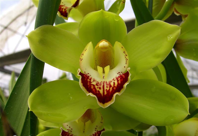 Cymbidium Flowers Pictures