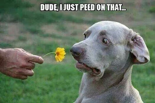 Dog Humor : You want me to smell that?