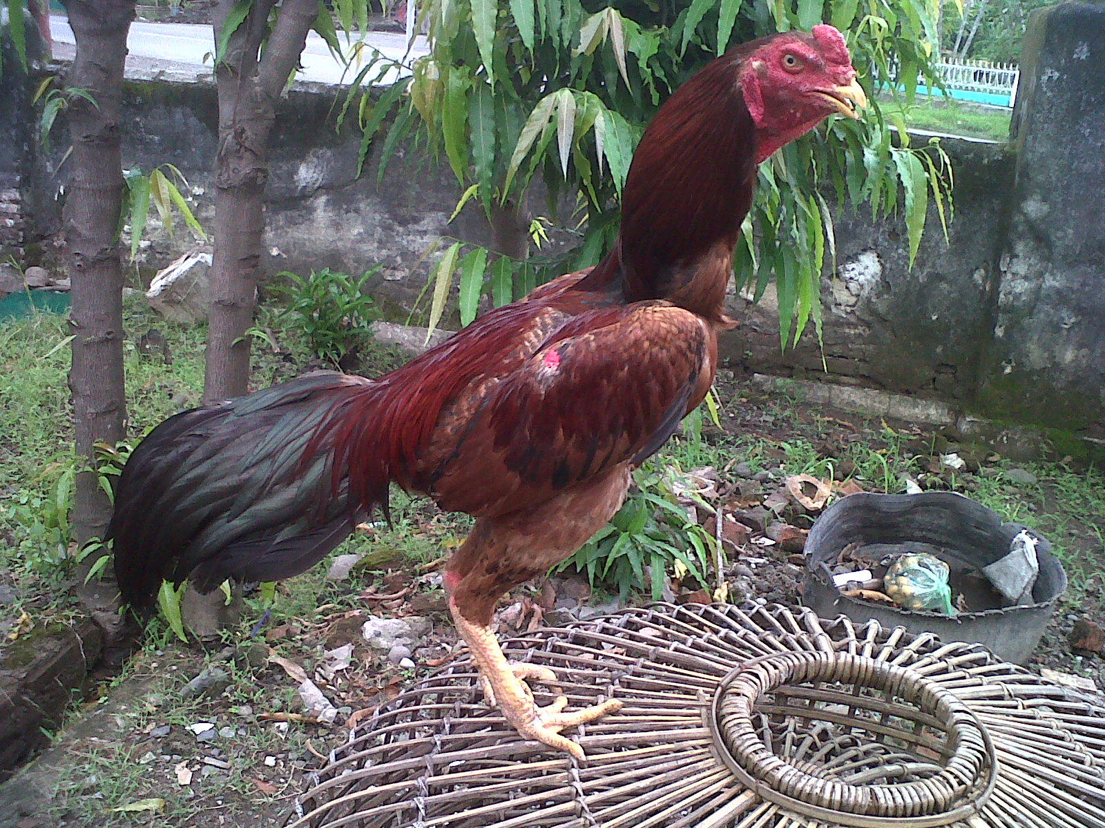 Gambar Dan Harga Ayam Bangkok Istimewa Warna Putih Di 