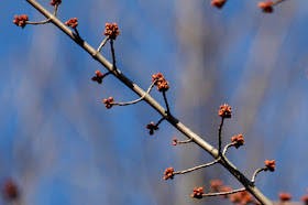 maple buds swelling