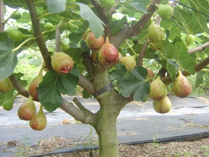 Buah Tin Buah Dari Surga Kaya Manfaat Kesehatan Herbal 