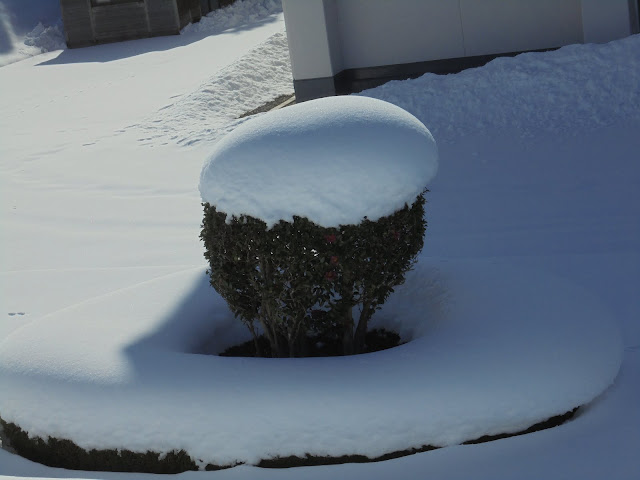 伯耆町立岸本海洋センターの植え込み