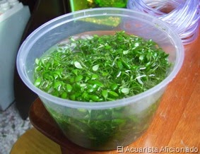 Glossostigma Elatinoides 