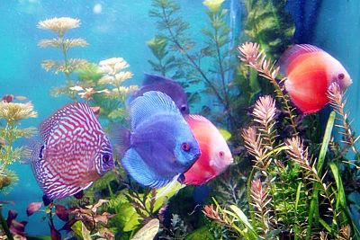 Jenis Ikan Hias Air Tawar Untuk Aquarium Air Tawar