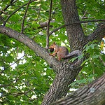 squirrel prepares for autumn