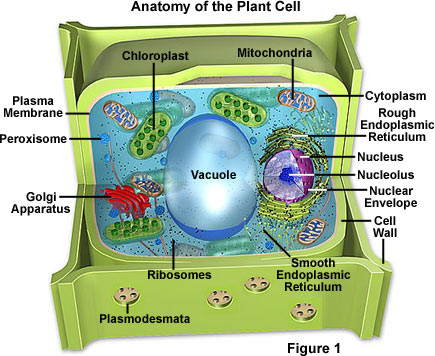 Plant cells is some what like the animal cell, 
