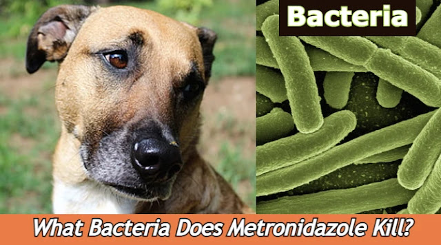 what-bacteria-does-metronidazole-kill-in-dogs-image