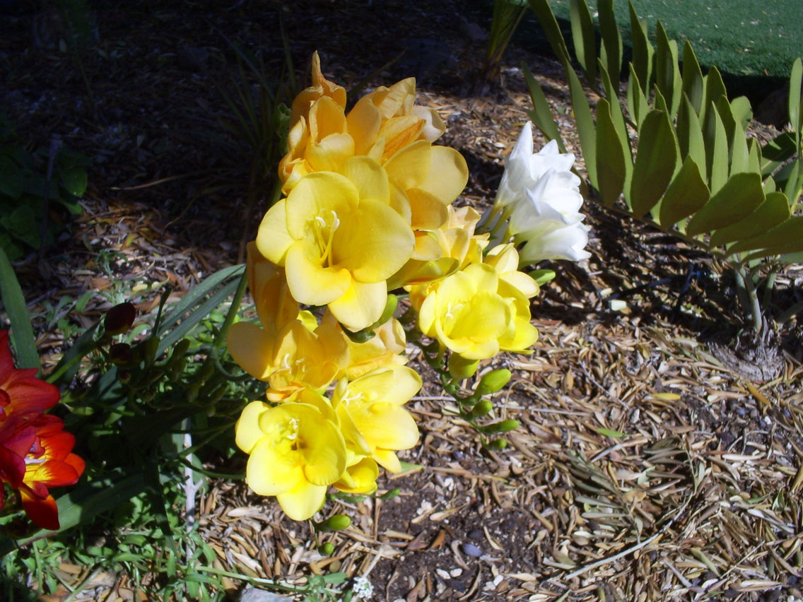 Freesia Bulbs