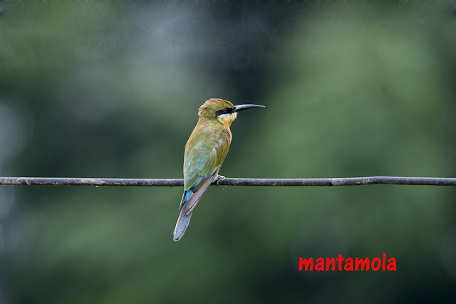 Blue tailed bee-eater