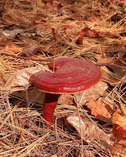 Commercial mushroom spawns supplier