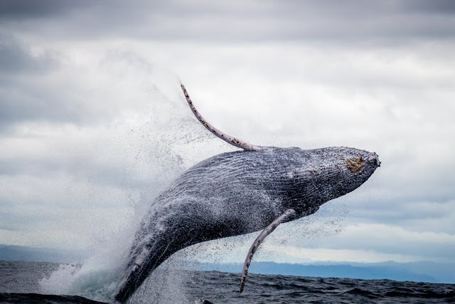 What is whale & define whale | Explain whale // Whale feed and habitat?