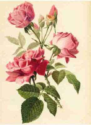 best Wallpapers Of Roses