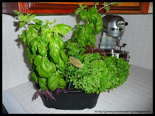 basil combo planter