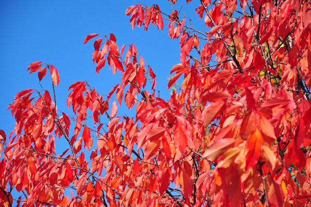 autumn Denmark Danmark leaves red blue sky