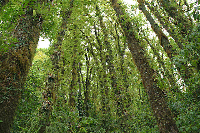 L'intérieur de la forêt tropicale humide