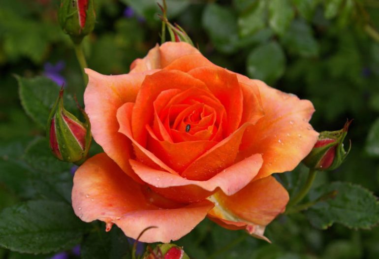  Gambar  Gambar  Bunga  Mawar  Kuning Indah  Pernik Dunia Yg  di 