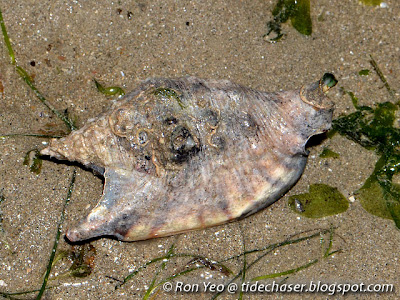 Plough Conch (Euprotomus aratrum)