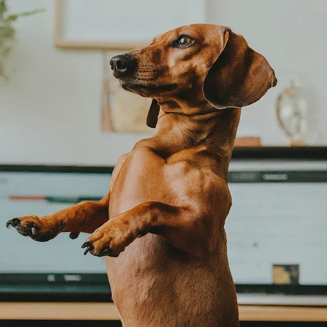 dogs doing dances
