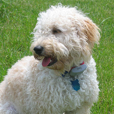 cute goldendoodle puppy. goldendoodle puppy pictures.